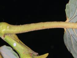 Salix cardiophylla. Leaf petiole and base of lamina.
 Image: D. Glenny © Landcare Research 2020 CC BY 4.0